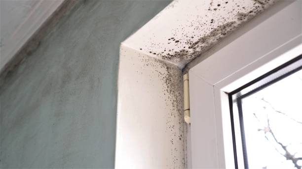 Best Mold Removal Near Me  in Keasbey, NJ