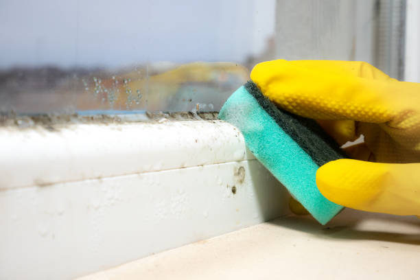 Best Black Mold Removal  in Keasbey, NJ