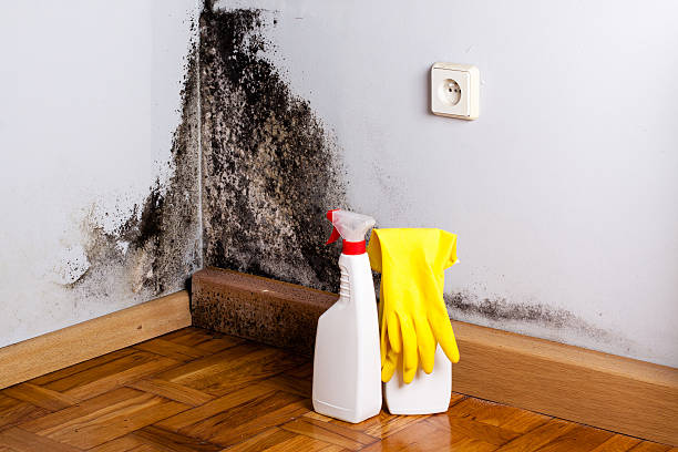Best Fast Mold Removal  in Keasbey, NJ