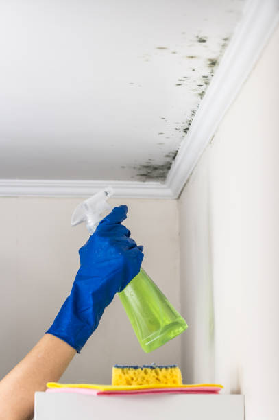 Professional Mold Removal in Keasbey, NJ