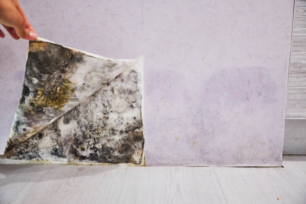  Keasbey, NJ Mold Removal Pros